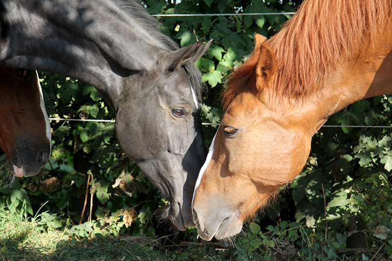 preise pferdepension